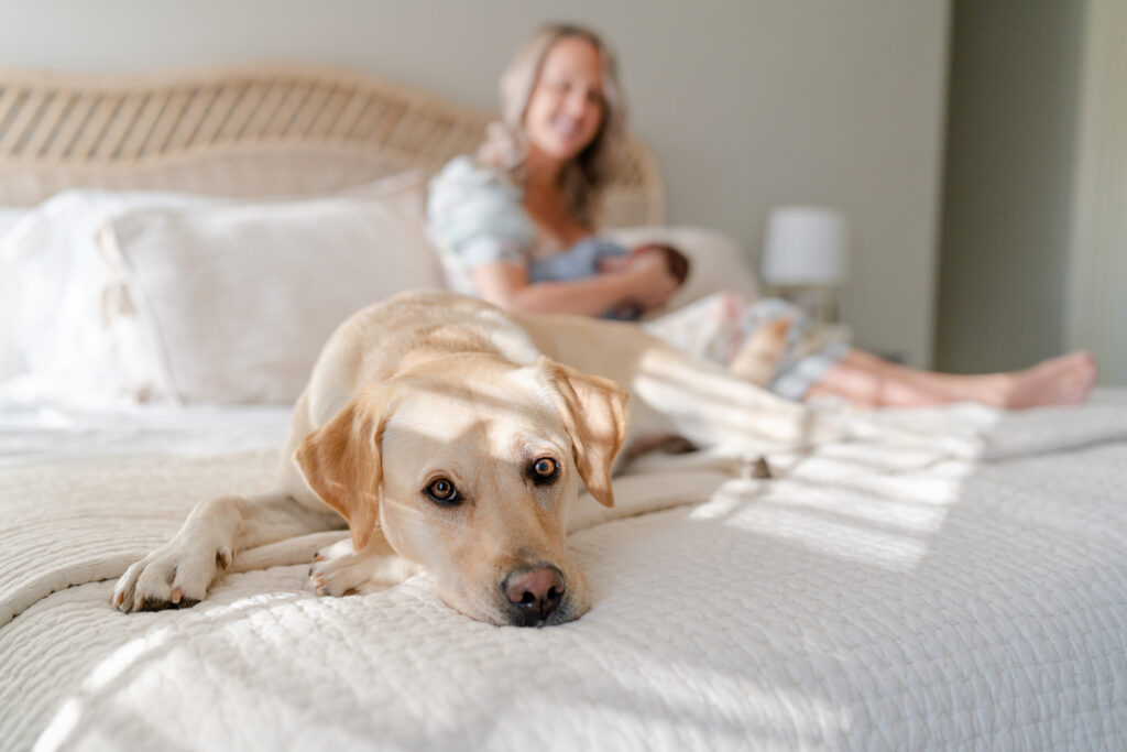 Charleston Newborn Photographer - family dog being cure during newborn photoshoot